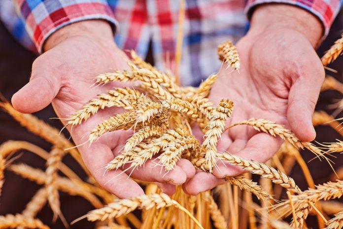 The Future of Brewing Barley in Romania: Coupled Support Could Bring Profit to Farmers