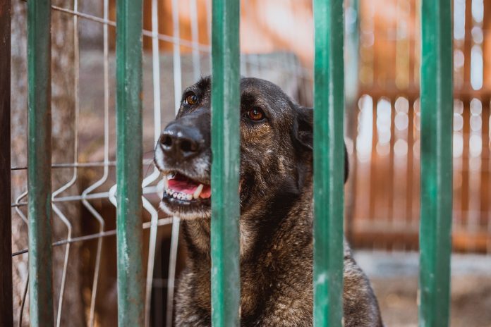 Salt Bank launches a nationwide initiative to support abandoned animals and doubles all donations made to Kola Kariola