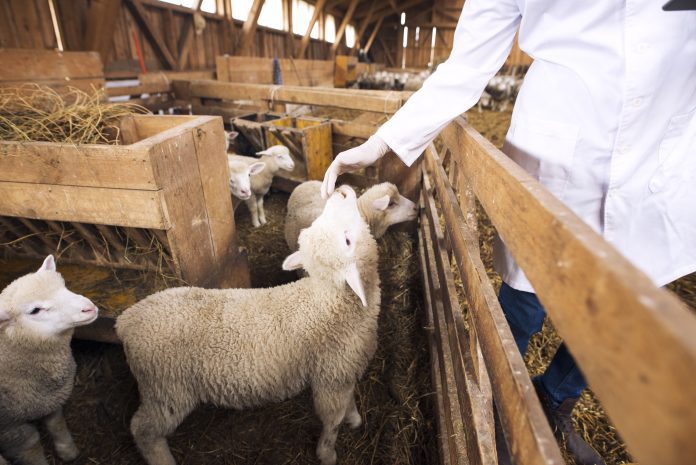 Saudi business leaders eye investments in Romania’s agriculture and livestock sectors