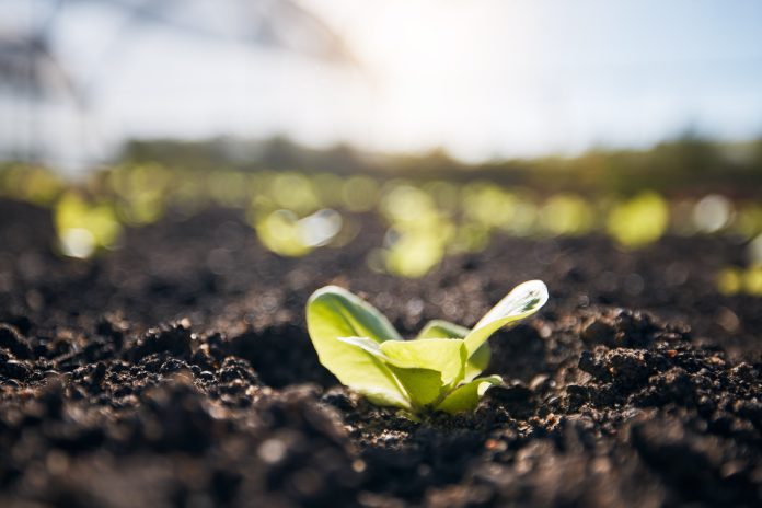 Fertilizer market crisis hits Eastern Europe: rising costs and pressure on farmers